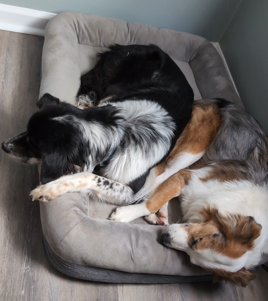 Sleeping Dogs